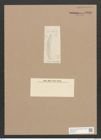 Diatomeae indet. Zeichnungen Sammlung Grunow Nr. 3339 (NHMW-BOT-W0370847)